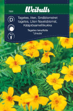 Tagetes, småblomstret 'Ursula'